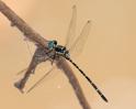 Eusynthemis nigra male-1870